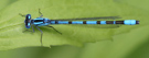 Enallagma cyathigerum